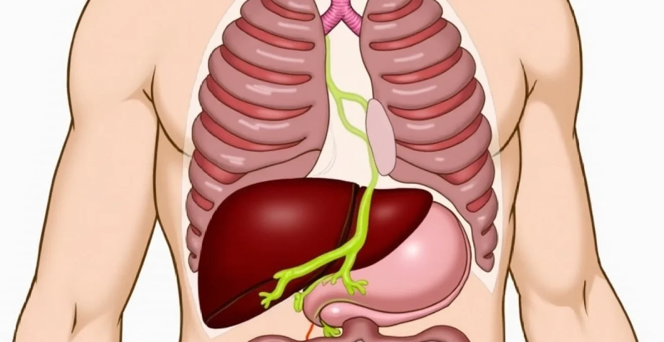 which-organs-sit-below-the-right-rib-cage