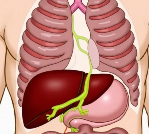 which-organs-sit-below-the-right-rib-cage